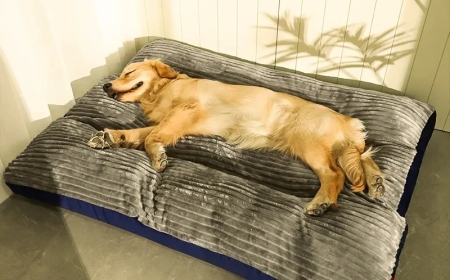 How to Know if a Calming Dog Bed Is Safe, Durable, and Worth It