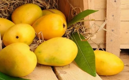 Buy Export Quality Chaunsa Mango for Delicious Mango-Based Beverages