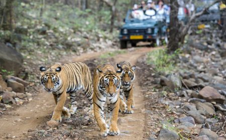 Ranthambore National Park: The Indian jewel of wild-life reserves