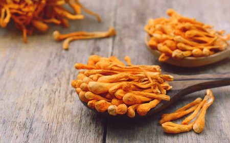 The Complete Guide to Cordyceps Extracts