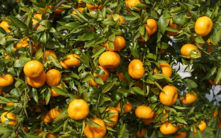 Why Temple Oranges Season Matters
