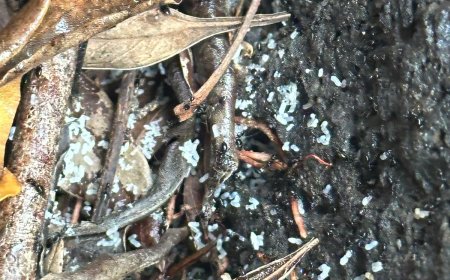 Unwelcome Guests? Tackle Every Infestation with Melbourne’s Smartest Pest Control Solutions