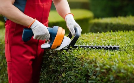 Smart Outdoor Planning: Practical Landscape Solutions in Auckland