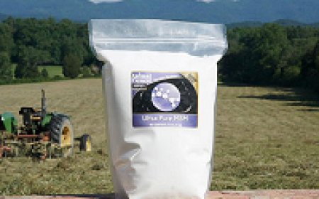 Joint Trouble in the Barn? MSM for Horse Support That Works Fast