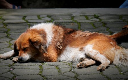 Care for Your Dog After Neutering: Warning Signs & Recovery Tips