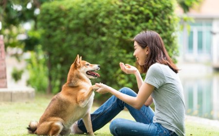 Discover the Most Trusted Dog Training Services in Los Angeles