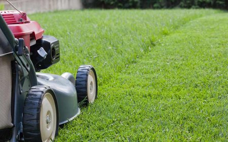 Why Are Lawn Services in My Area Important for a Healthy Yard?