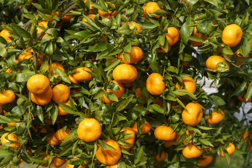 Why Temple Oranges Season Matters