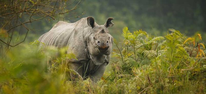 Explore the Incredible Wildlife Sanctuary in Assam Today