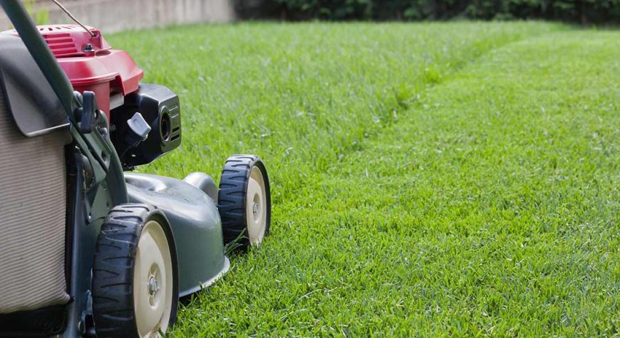 Why Are Lawn Services in My Area Important for a Healthy Yard?